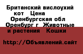 Британский вислоухий кот › Цена ­ 2 500 - Оренбургская обл., Оренбург г. Животные и растения » Кошки   